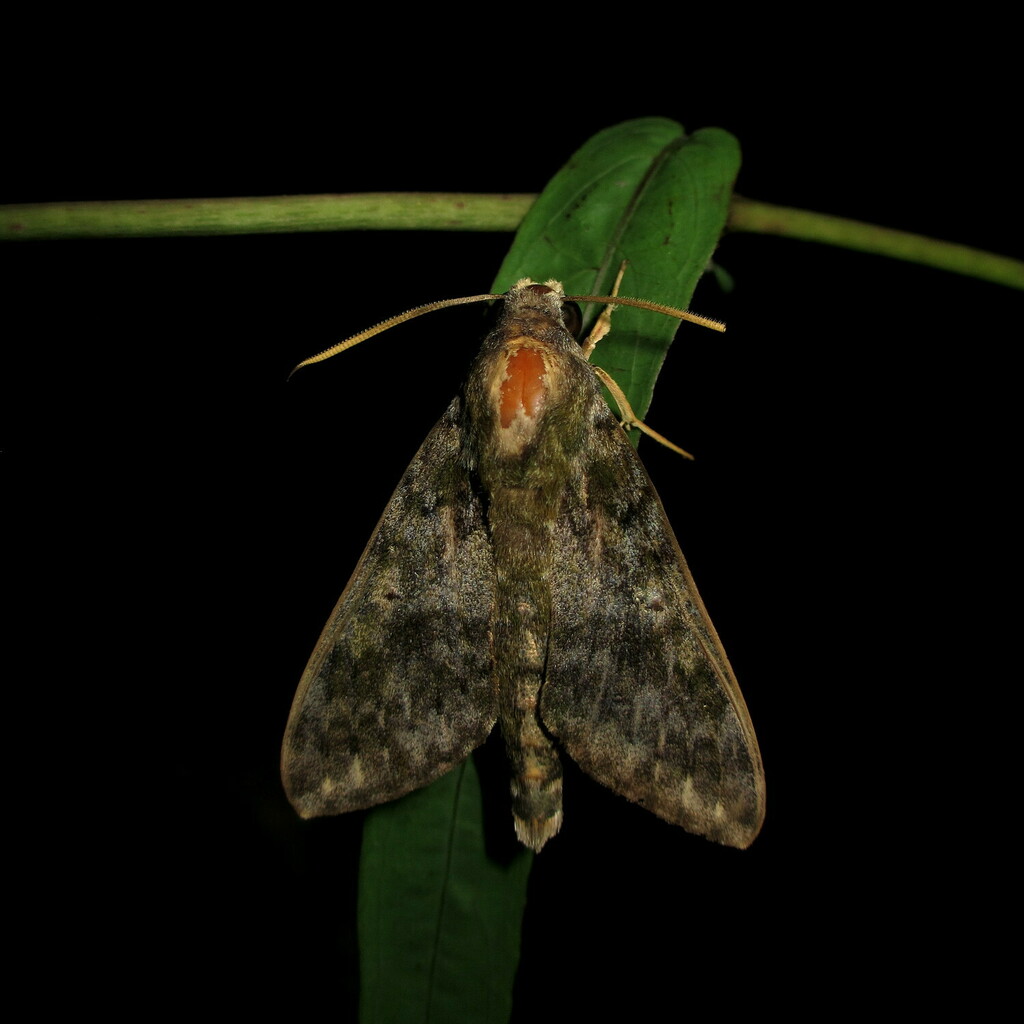 Griseosphinx
