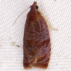 Olethreutes submissanum