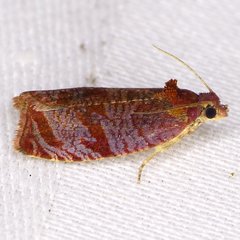 Olethreutes submissanum
