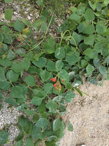 Image of Runner Bean (Phaseolus coccineus) by (c) Abraham A. Gómez Landero, some rights reserved (CC BY)