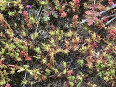 Loeflingia squarrosa