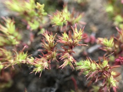 Loeflingia squarrosa