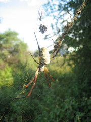 Trichonephila sexpunctata