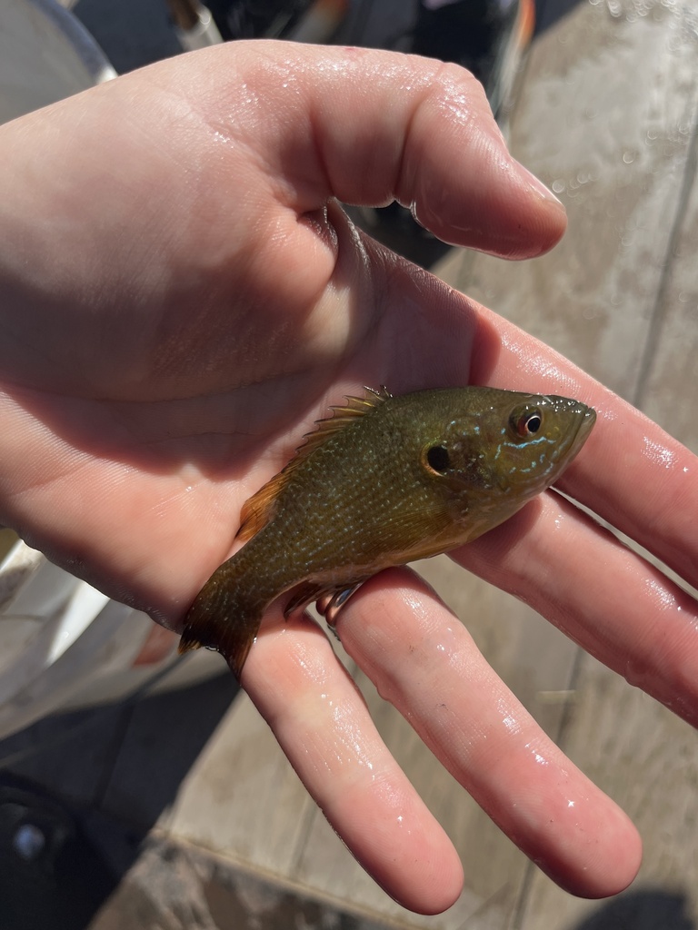 Green Sunfish from Currie Golf Course, Midland, MI, US on September 19 ...