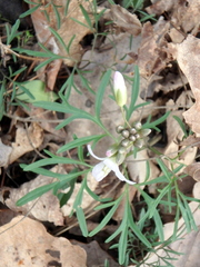 Cardamine dissecta