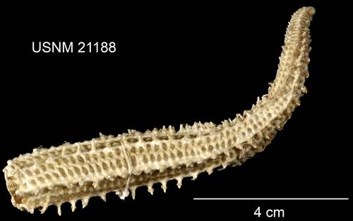 Sclerasterias euplecta