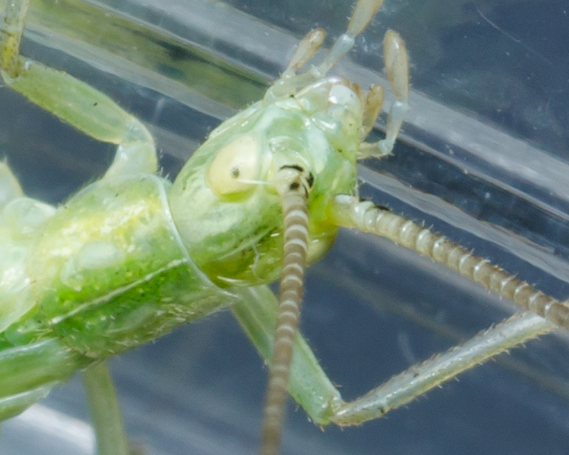 Walker's tree cricket