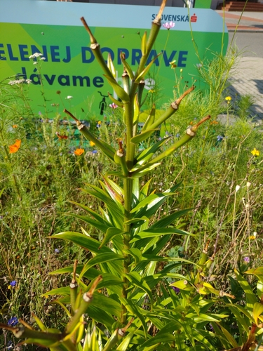 Ľalia cibuľkonosná (Lilium bulbiferum)