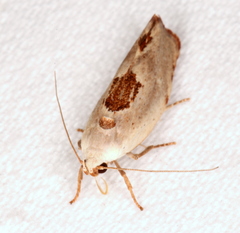 Tymbophora peltastis