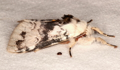 Iropoca rotundata