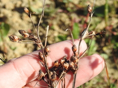 Fimbristylis puberula