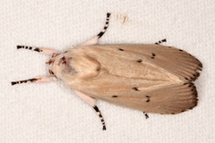 Cryptophasa ochroleuca