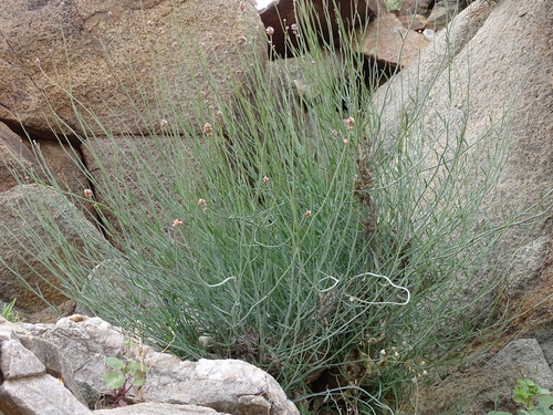 Image of Hermbstaedtia glauca by (c) Shaun Swanepoel, some rights reserved (CC BY)
