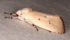 Cryptophasa ochroleuca