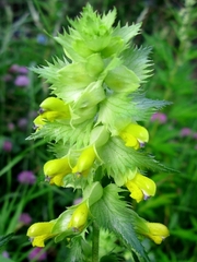 Rhinanthus apterus