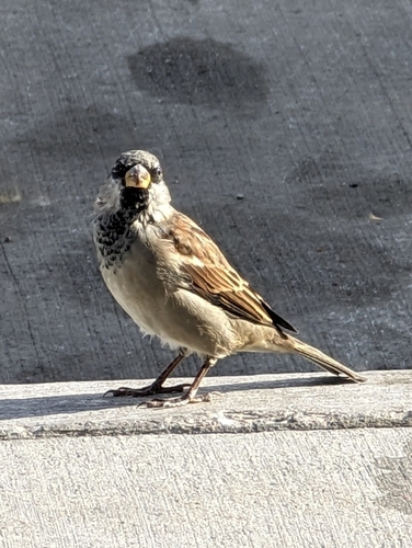 House Sparrow photographed in Wyoming