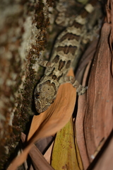 Mell's Gecko photo 4