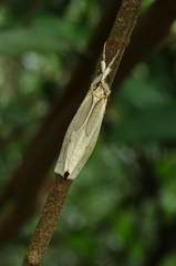 Laelia anamesa