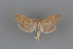 Mecyna mustelinalis