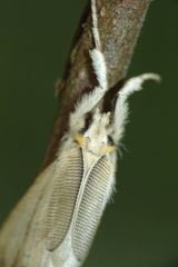 Laelia anamesa