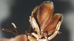 Xyris platylepis