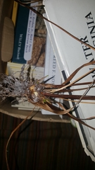 Xyris platylepis