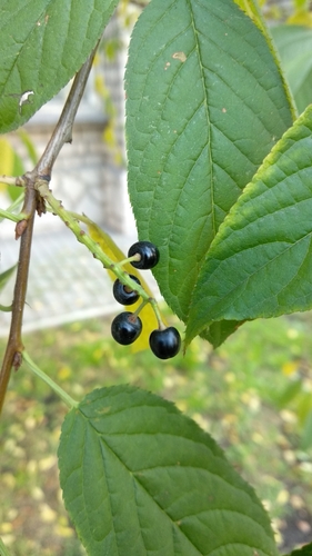 Image of Prunus maackii by no rights reserved