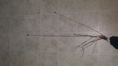 Xyris platylepis