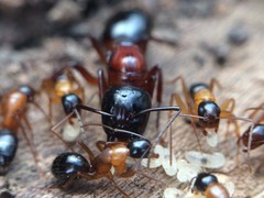 Camponotus texanus