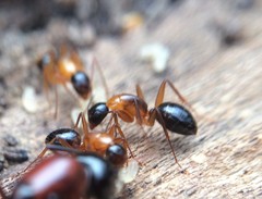 Camponotus texanus