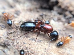 Camponotus texanus