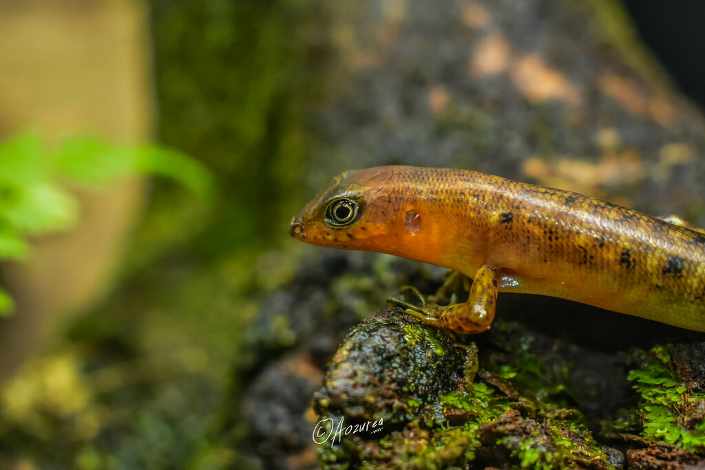 Sarasin's Forest Skink