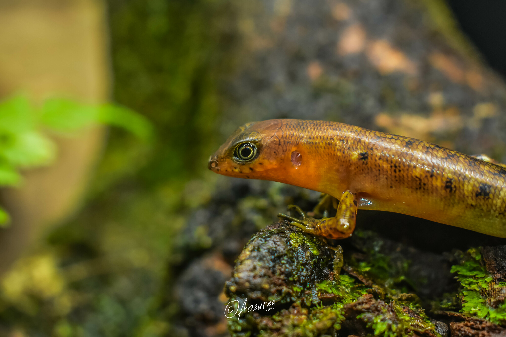 Sarasin's Forest Skink photo 2