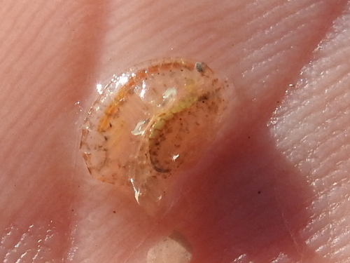 Gammarus mucronatus