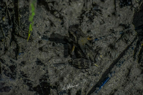 Ingerophrynus celebensis