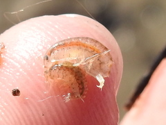 Gammarus mucronatus