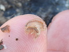 Gammarus mucronatus