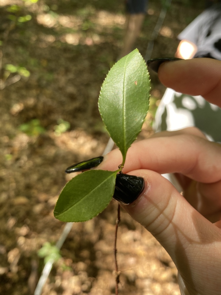 plants from Edith J. Carrier Arboretum, Harrisonburg, VA, US on September 19, 2023 at 1134 AM