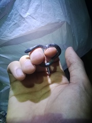 Pareas margaritophorus