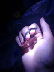 Pareas margaritophorus