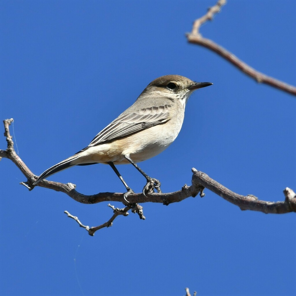 Lesser Shrike-Tyrant from Gral Villegas, Provincia de Buenos Aires ...