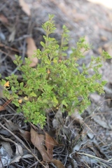 Chenopodium nutans nutans