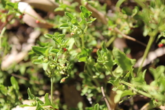 Chenopodium nutans nutans