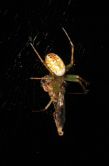 Mangora maculata