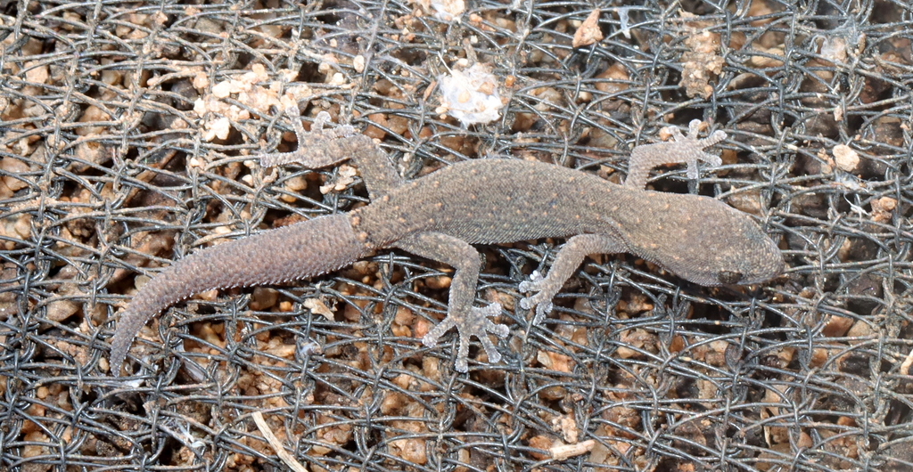 Striped Pygmy Gecko