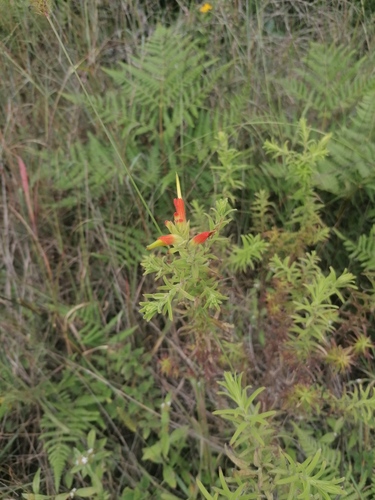 Castilleja auriculata (Castilleja auriculata)