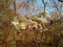 Coursetia ferruginea