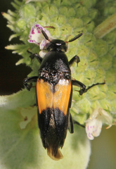 Macrosiagon dimidiata