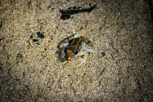 Limnonectes modestus