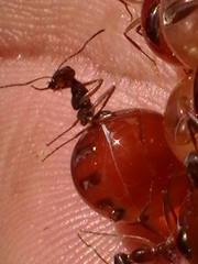 Myrmecocystus